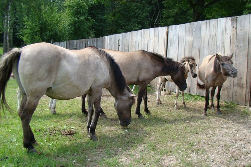 konie jako atrakcja turystyczna w Białowieży