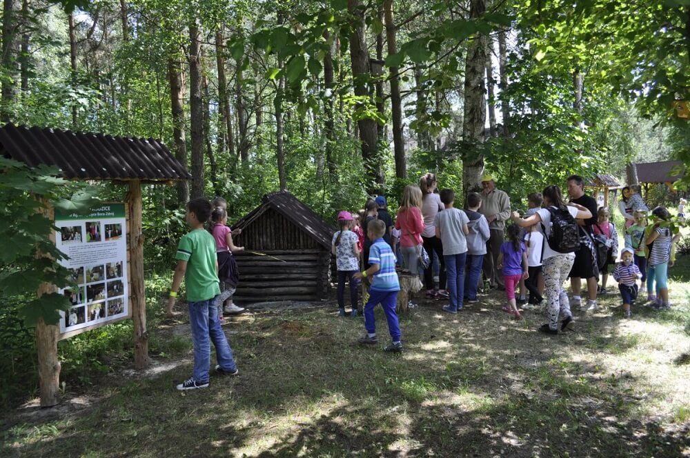 Pomysły na wycieczki w Puszczy Białowieskiej